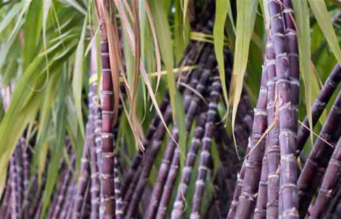 sugarcane
