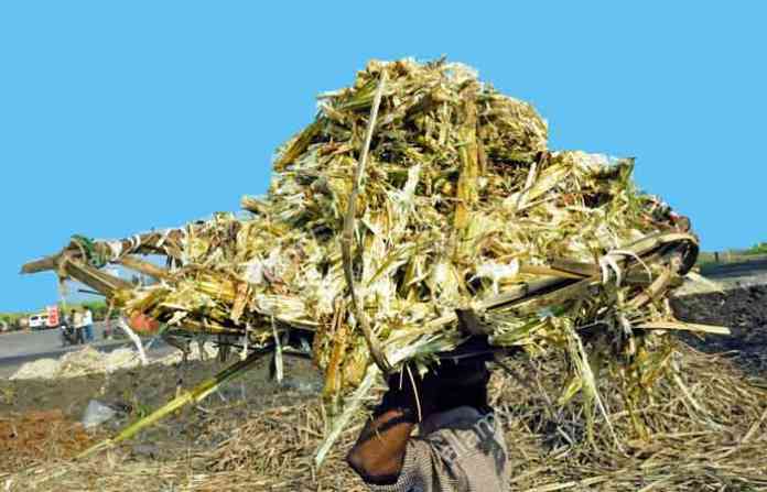 sugarcane-trash-kolhapur