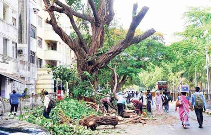 tree-cutting1