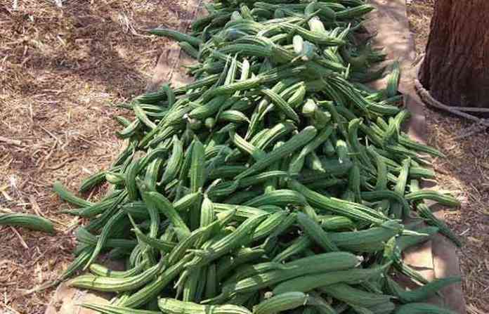 dodka