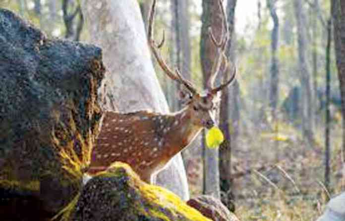 deer-nature