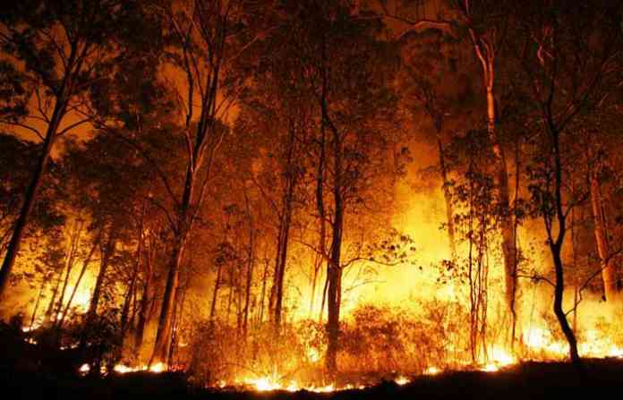 forest-fire-1