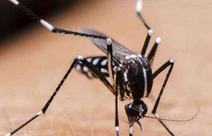 huge-mosquito