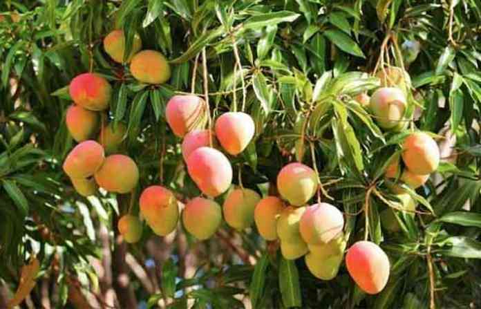 largest-mango-producing-sta