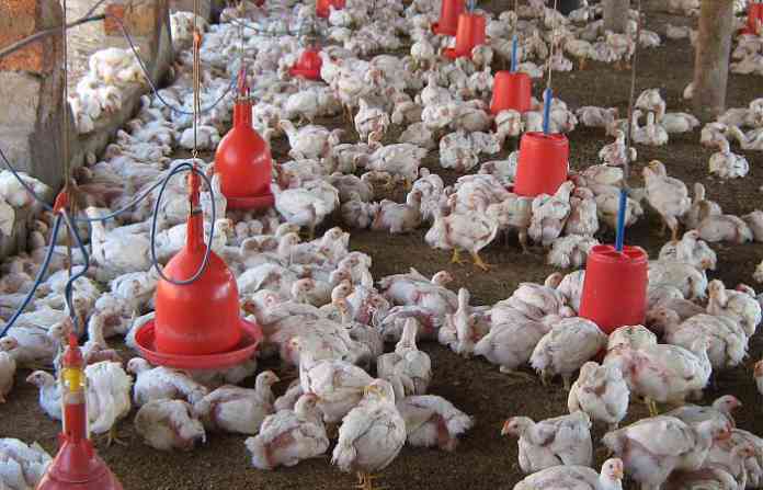 poultry-farm