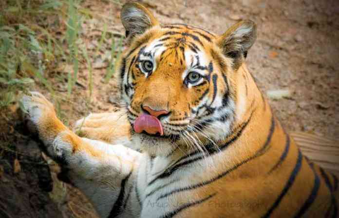 tiger-nature