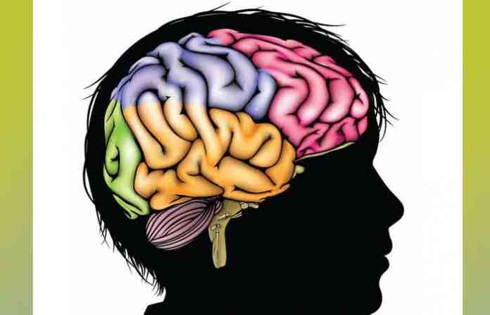 brain0