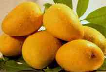 आधी उद्योग पळवले, आता हापूस गुजरातला पळवणार! गांधीनगर आणि नवसारी विद्यापीठाचा वलसाड हापूस मानांकनासाठी अर्ज