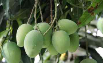 Ratnagiri News – वांझ मोहोरामुळे फळधारणा लांबली,उष्णतेमुळे उरलासुरला मोहोर करपला; सातत्याने नुकसान भोगणारा आंबा बागायतदार मंगळवारी एकवटणार