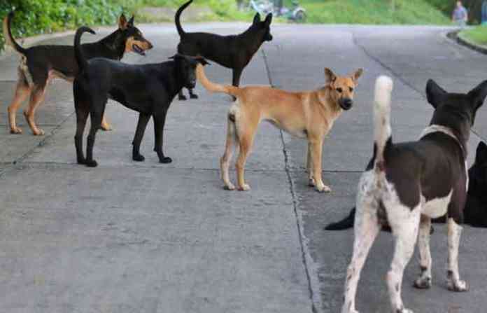 street-dogs-01
