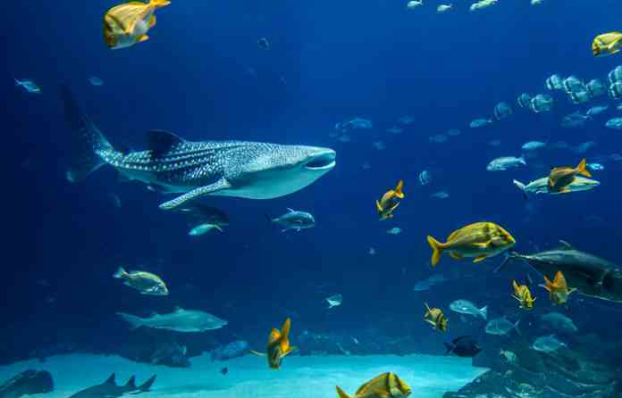 underwater-world1