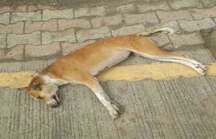 dog121