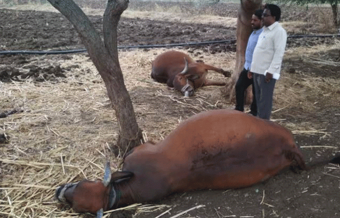 bull-killed-in-thunder
