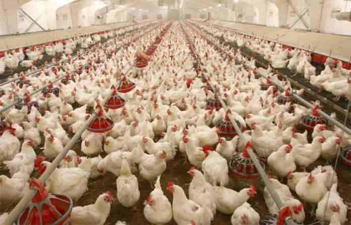 cock-farming
