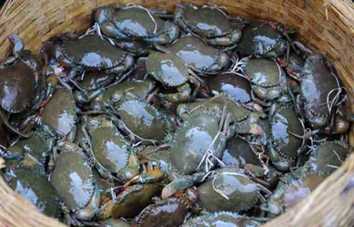 crab-01