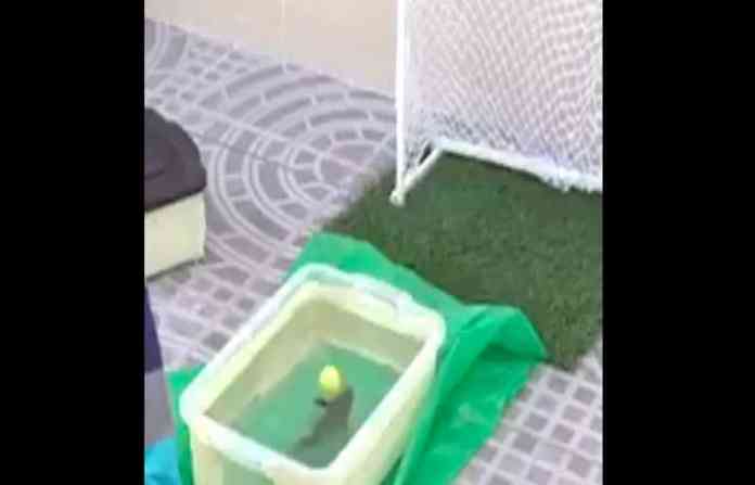 fish-goal-1