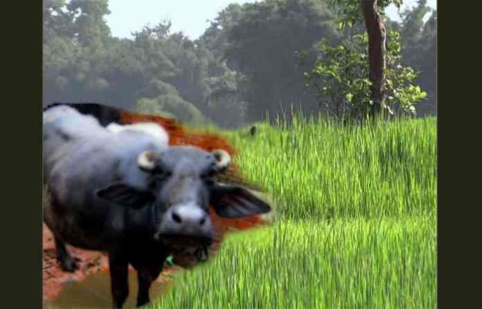 reda