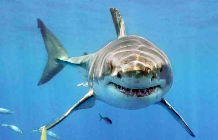 shark-attack