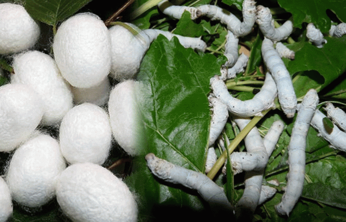 silk-farming