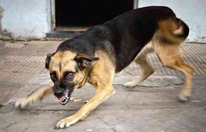 wild-dogs