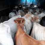 whatsapp-image-2018-07-09-at-18-52-57-1