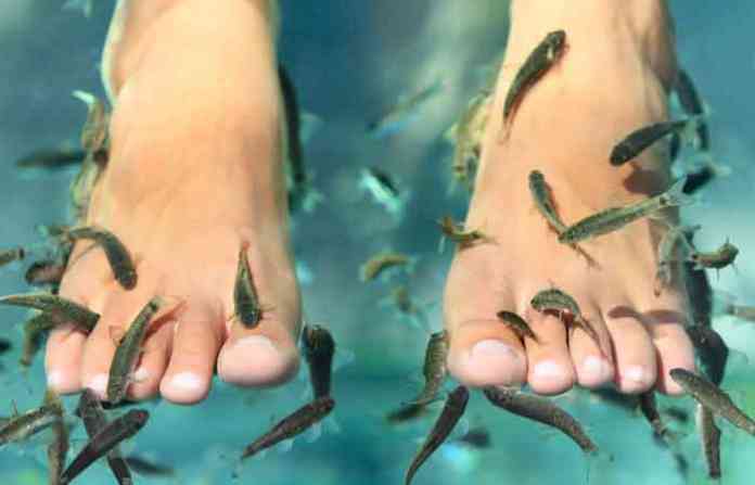 fish-pedicure-psa