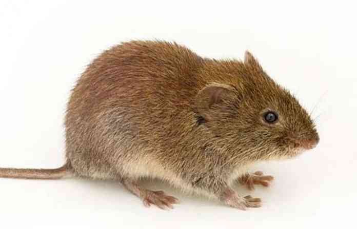 mouse-1