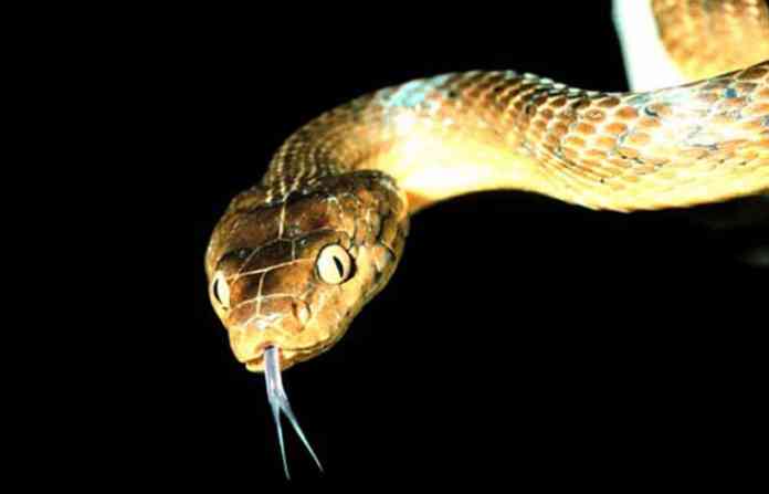 snake-22