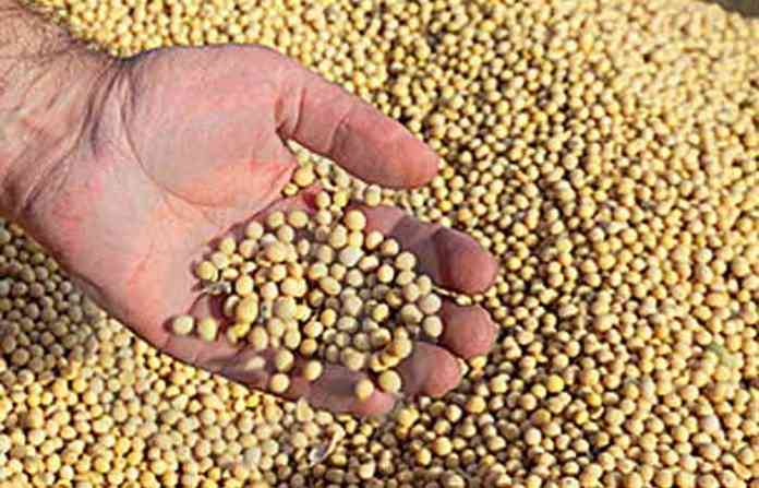 soyabean-1