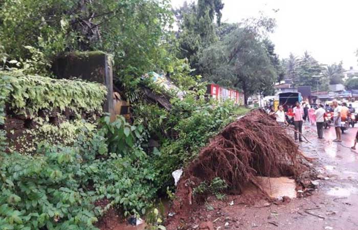 tree-collapse