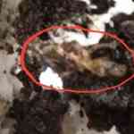 dead-lizard-in-cake