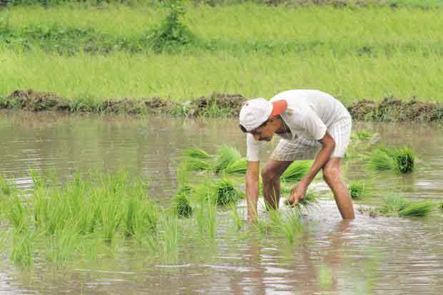 farmer