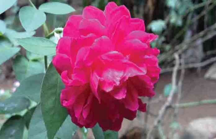 jaswandi-flower