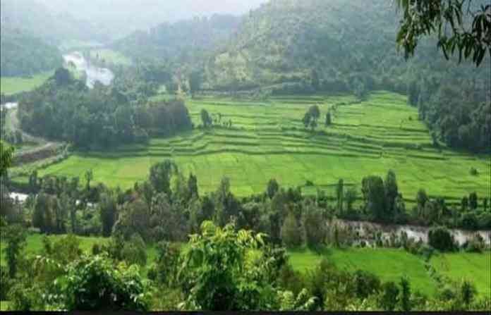 kokan-rice-farming
