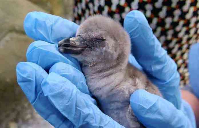 penguin-born-Mumbai-zoo penguin-born-Mumbai-zoo
