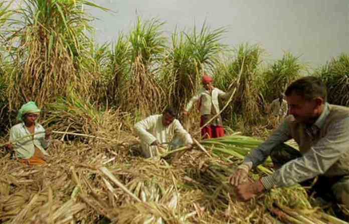 sugarcane-worker sugarcane-worker