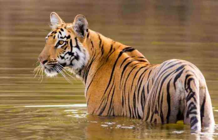 wild-tiger