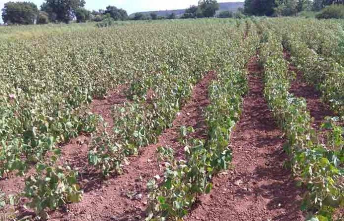 beed-farmer11