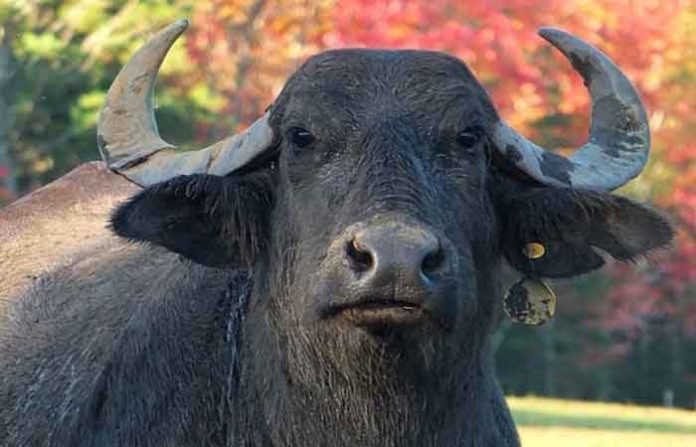 buffaloo