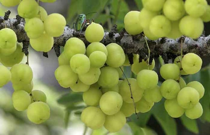 gooseberry6
