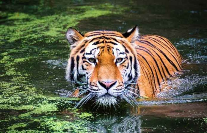 jungle-1