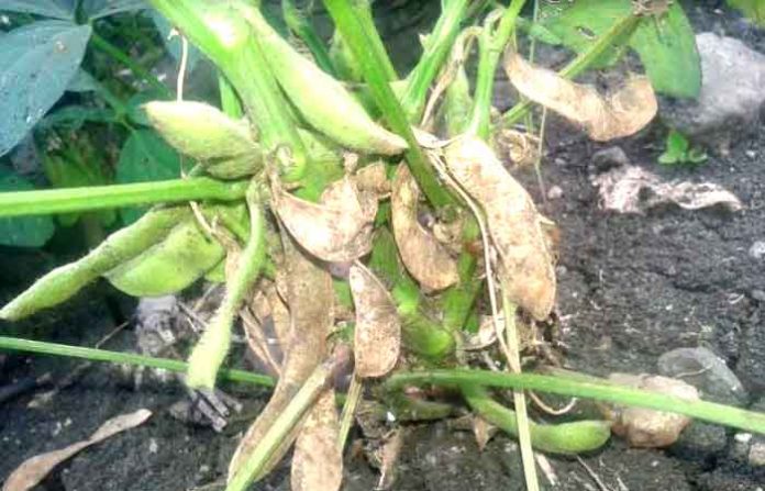 soya
