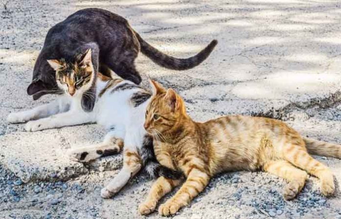 stray-cats
