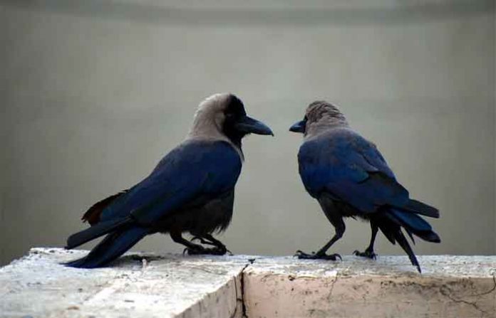 two-crows