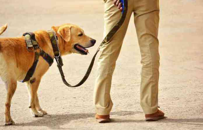 working-police-dog-working