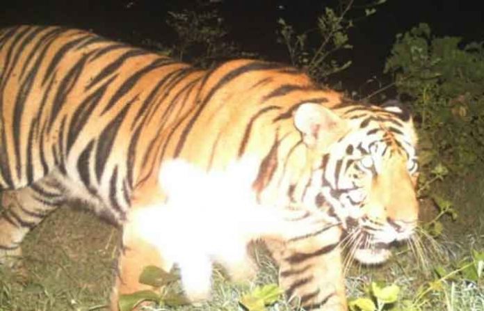 tiger-new