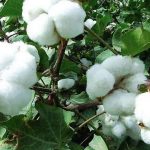 लेख – स्वदेशी कापूस उत्पादकांच्या पोटावर पाय