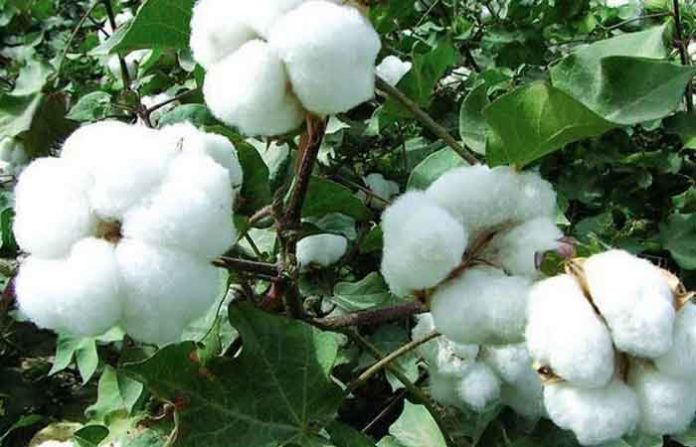 cotton