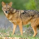 बिबट्यानंतर आता सांगलीत आढळला कोल्हा, वन विभागाने घेतला ताब्यात