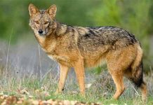 बिबट्यानंतर आता सांगलीत आढळला कोल्हा, वन विभागाने घेतला ताब्यात